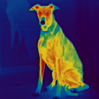 Thermograph of whippet breed dog